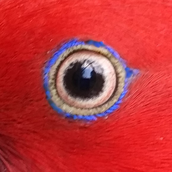 Meet your Posher, Posh - Picture 1 of 1